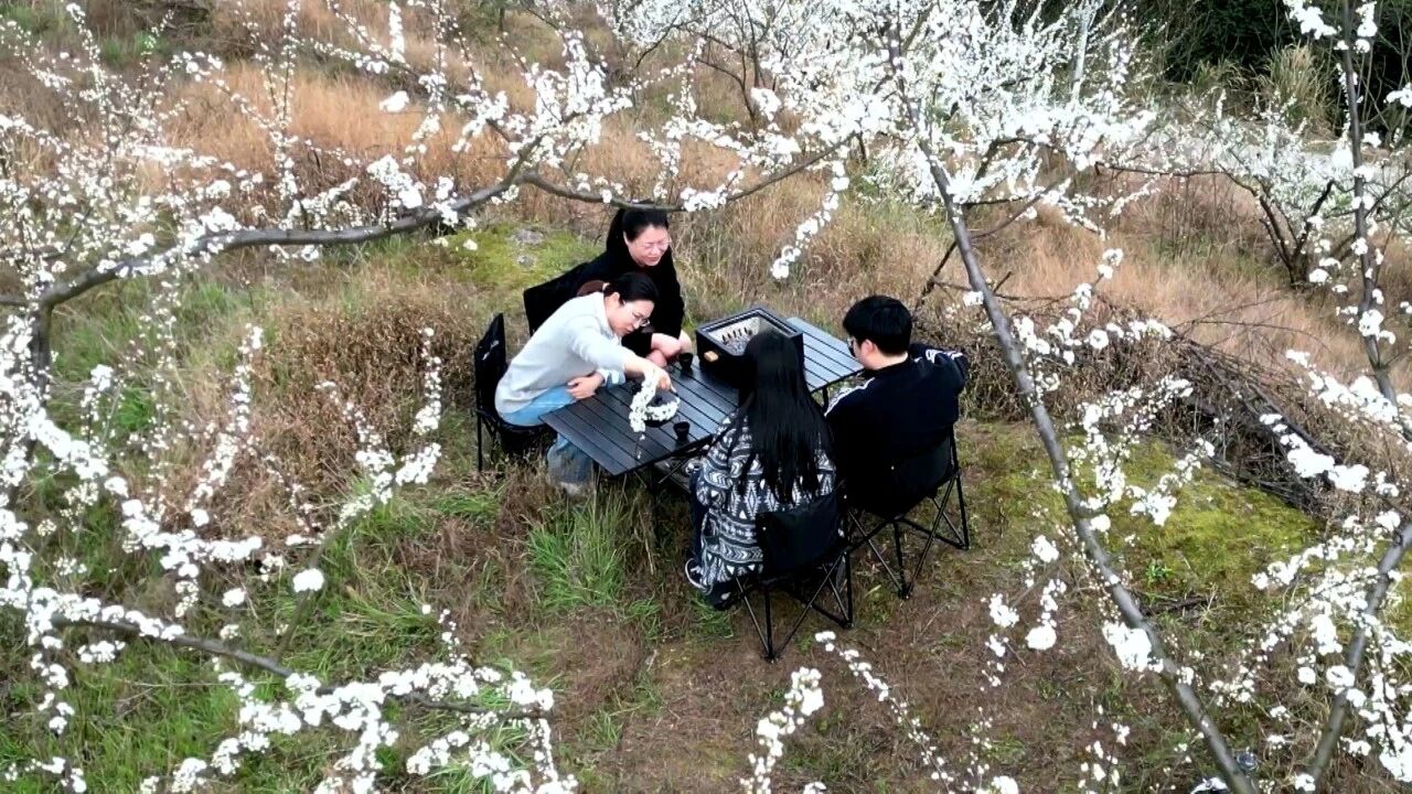 渠县：漫山李花绘春色 花下煮茶醉游人