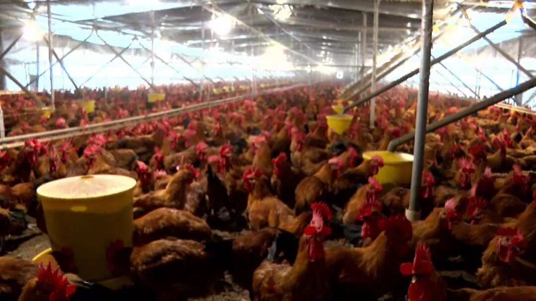 渠县：养殖添利器 传统养鸡变省心产业