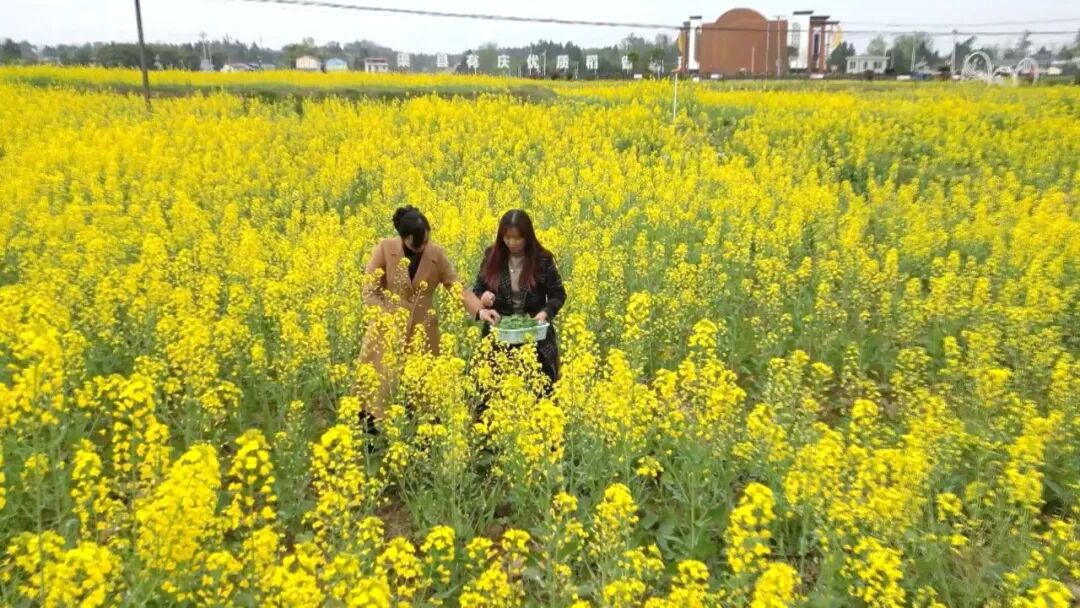 油菜花田藏春味 把春天炒进锅里“炫”进嘴里