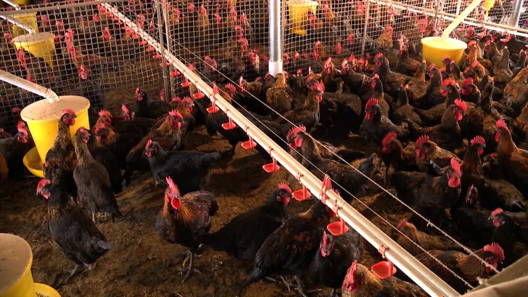 达州市畜牧生产现场会在渠县召开