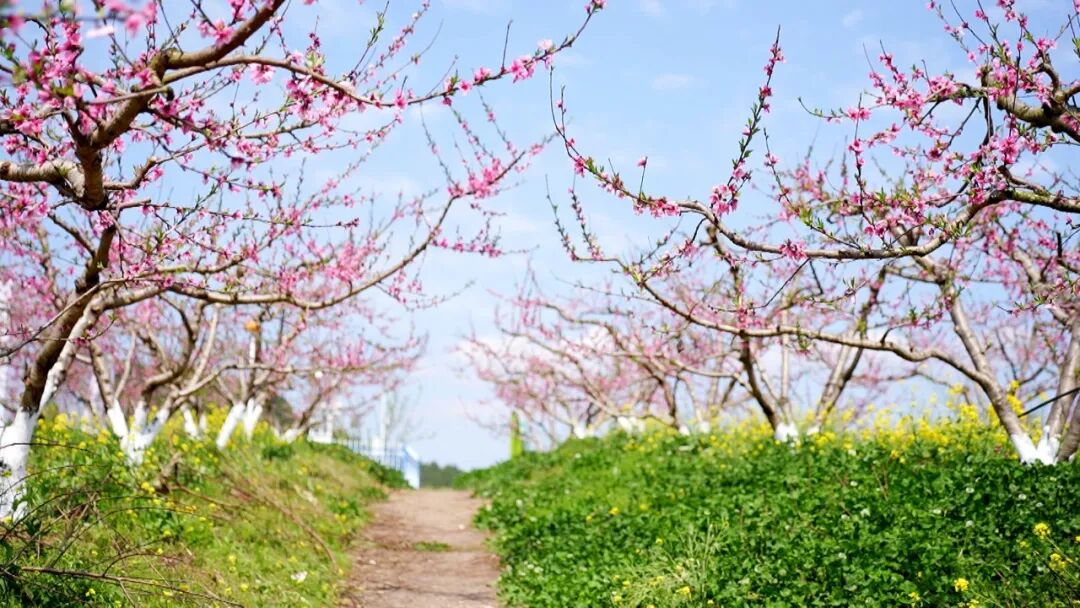 渠县：“花经济”点燃春日农旅融合新引擎