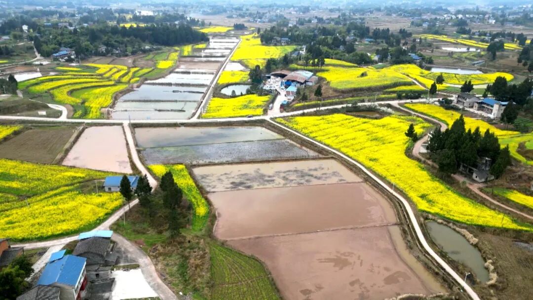 渠县：秧母田铺舒适床 育出壮秧保丰收