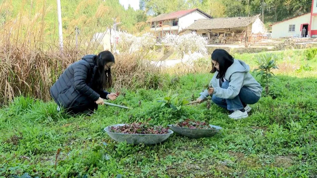 渠县：春分折耳根飘香 春日舌尖味道鲜