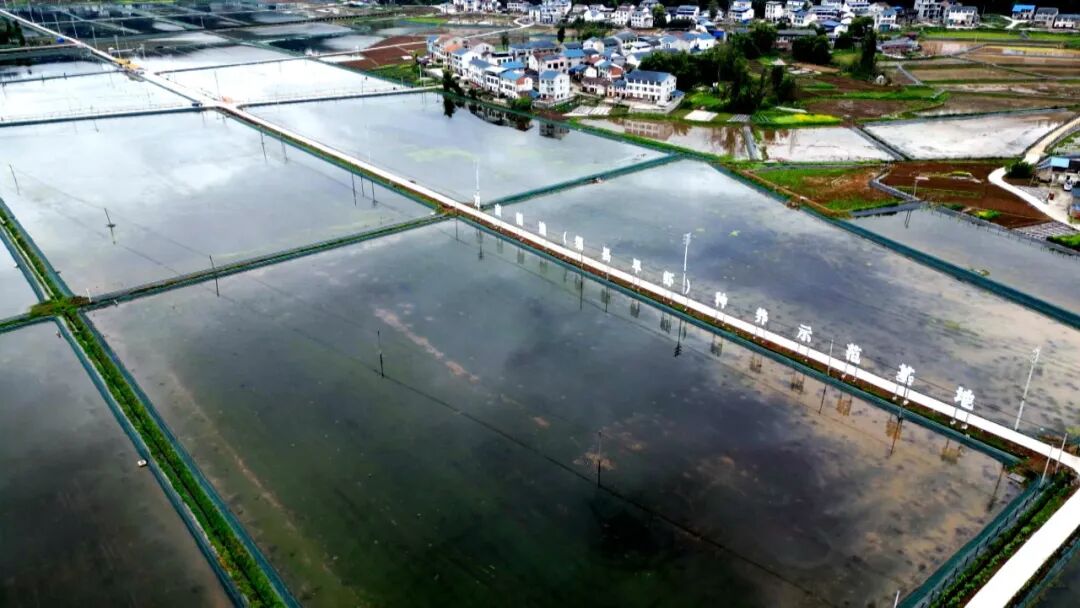 渠县早虾抢“鲜”上市 稻虾共生激活春日田畴
