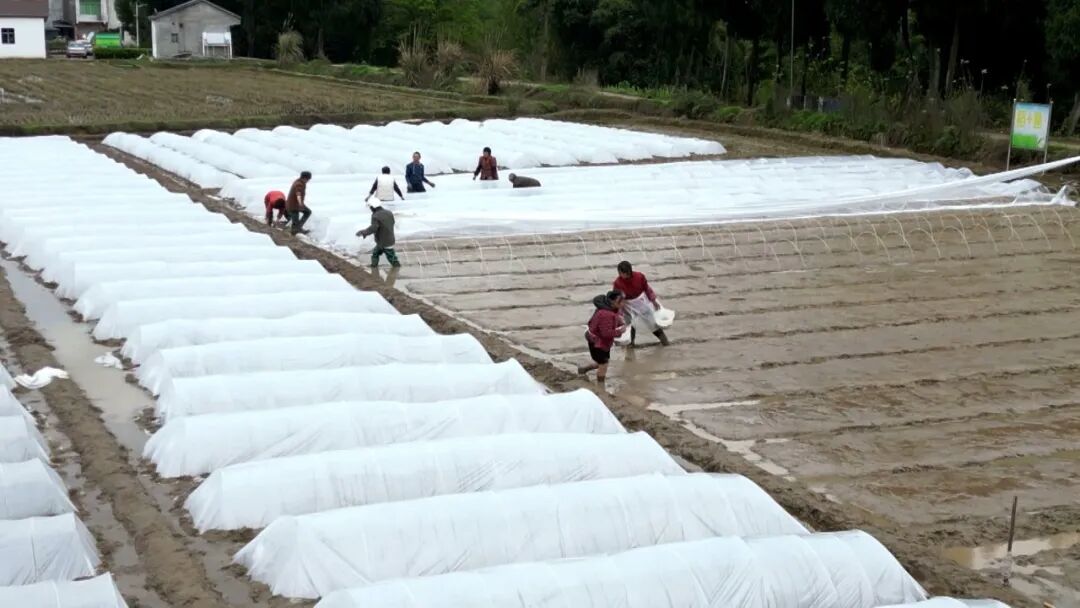 渠县“选种马拉松”：205个水稻品种“打擂” 只为一颗好“芯”