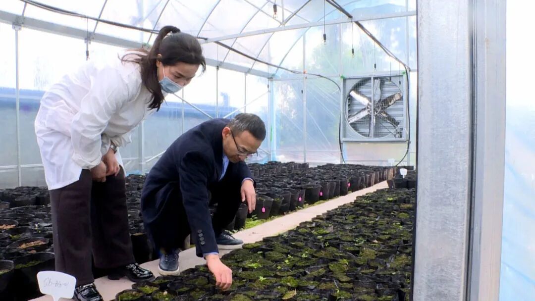 聚焦两会 |【代表风采】唐红军：扎根中药产业 践行代表担当