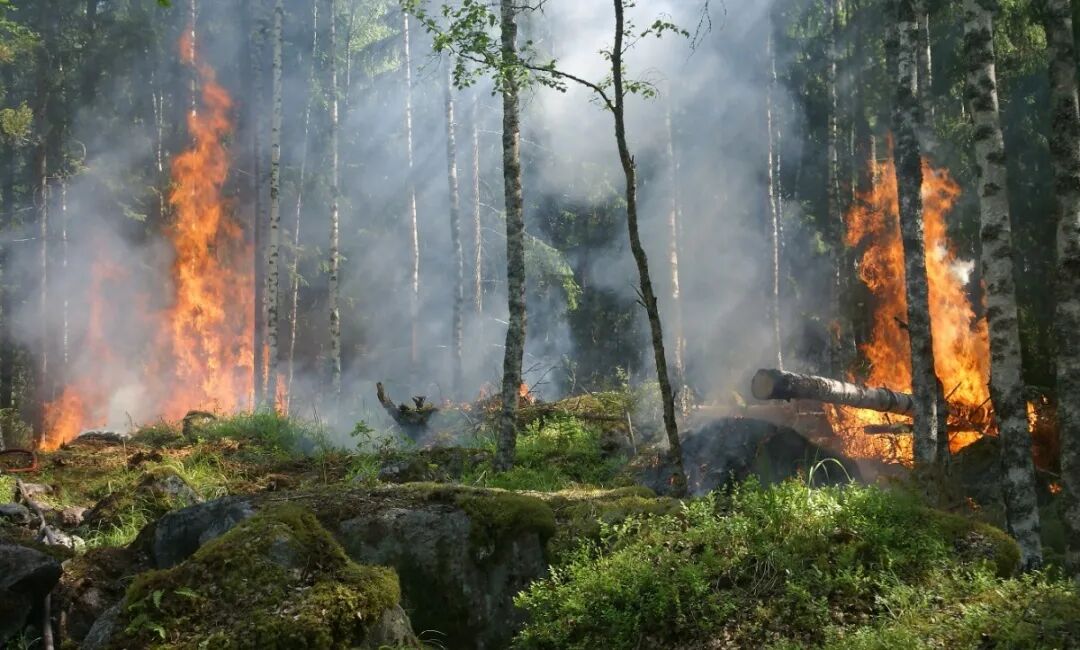【森防无火患】森林防火，人人有责——森林防火知识宣传