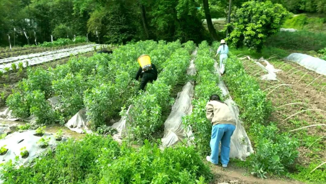 胡豆腊肉饼 外酥里香醉“清明”
