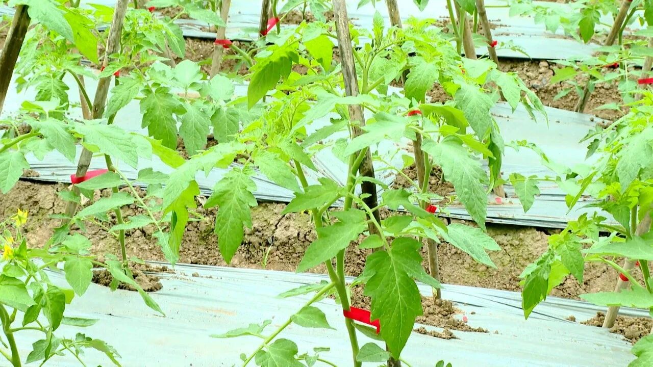 涌兴：竹架撑起致富藤 常态帮扶暖民心