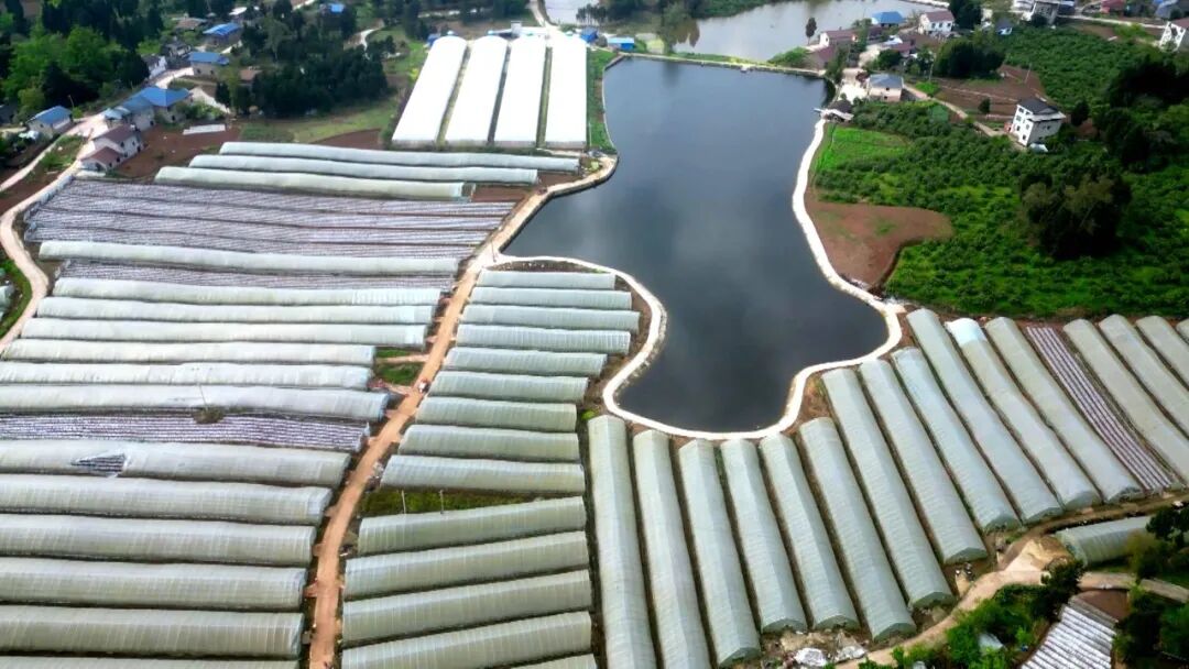 小竹棍搭起“增收架”  渠县番茄攀出好“钱”景