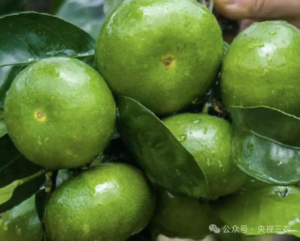 绿皮橘子、面苹果、磨盘柿......这些儿时的老水果，怎么就买不到了？