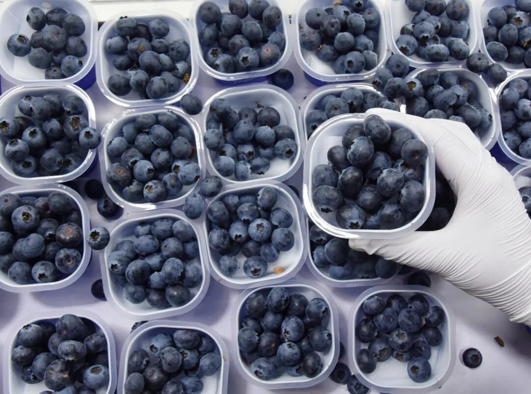 连吃两天确诊胃石症，这种水果不能多吃→