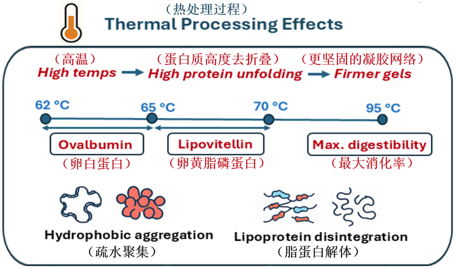 煮蛋也能发论文？全网“最懂鸡蛋”的出现了，不服来战！