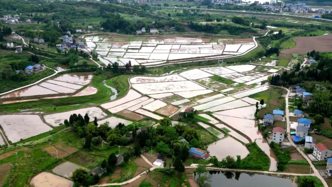 新技术新装备 科技赋能水稻移栽高效推进