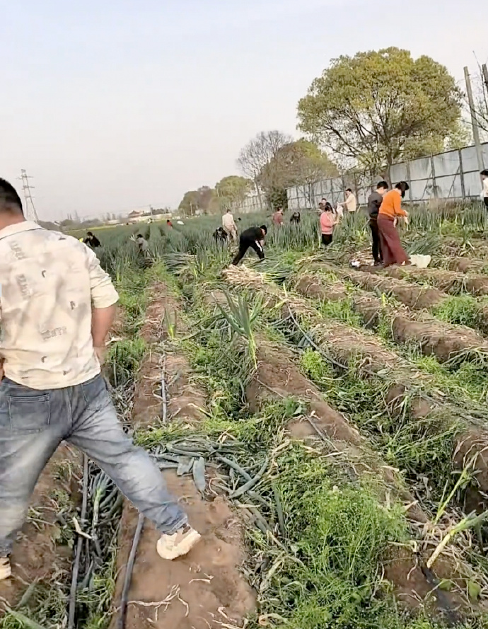 造谣“大葱免费拿”致种植户损失，徐某某被拘！