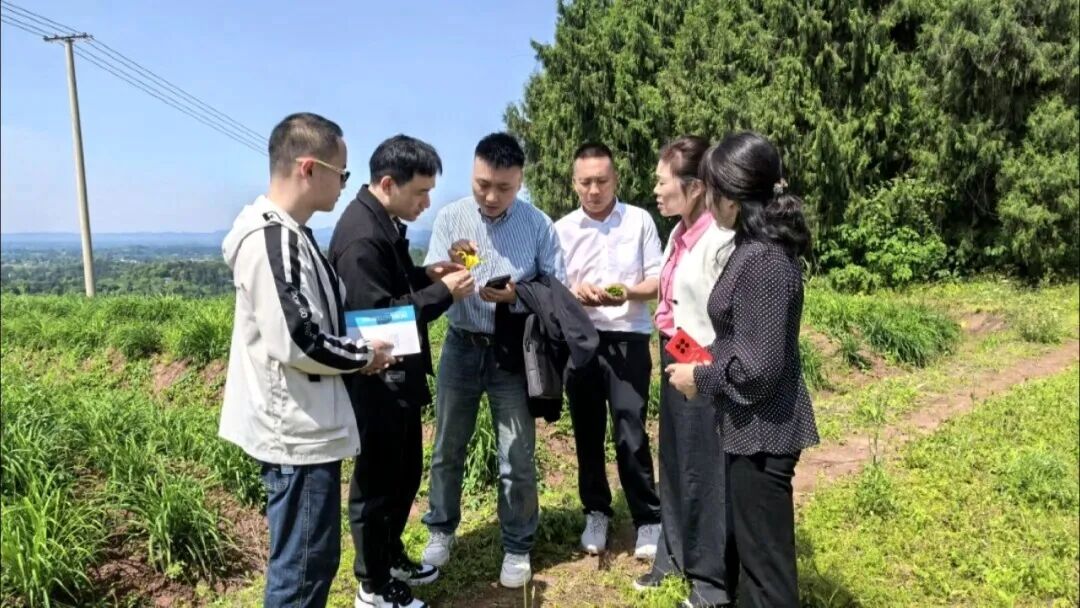 市食药检所专家团赴渠县调研帮扶黄花产业发展