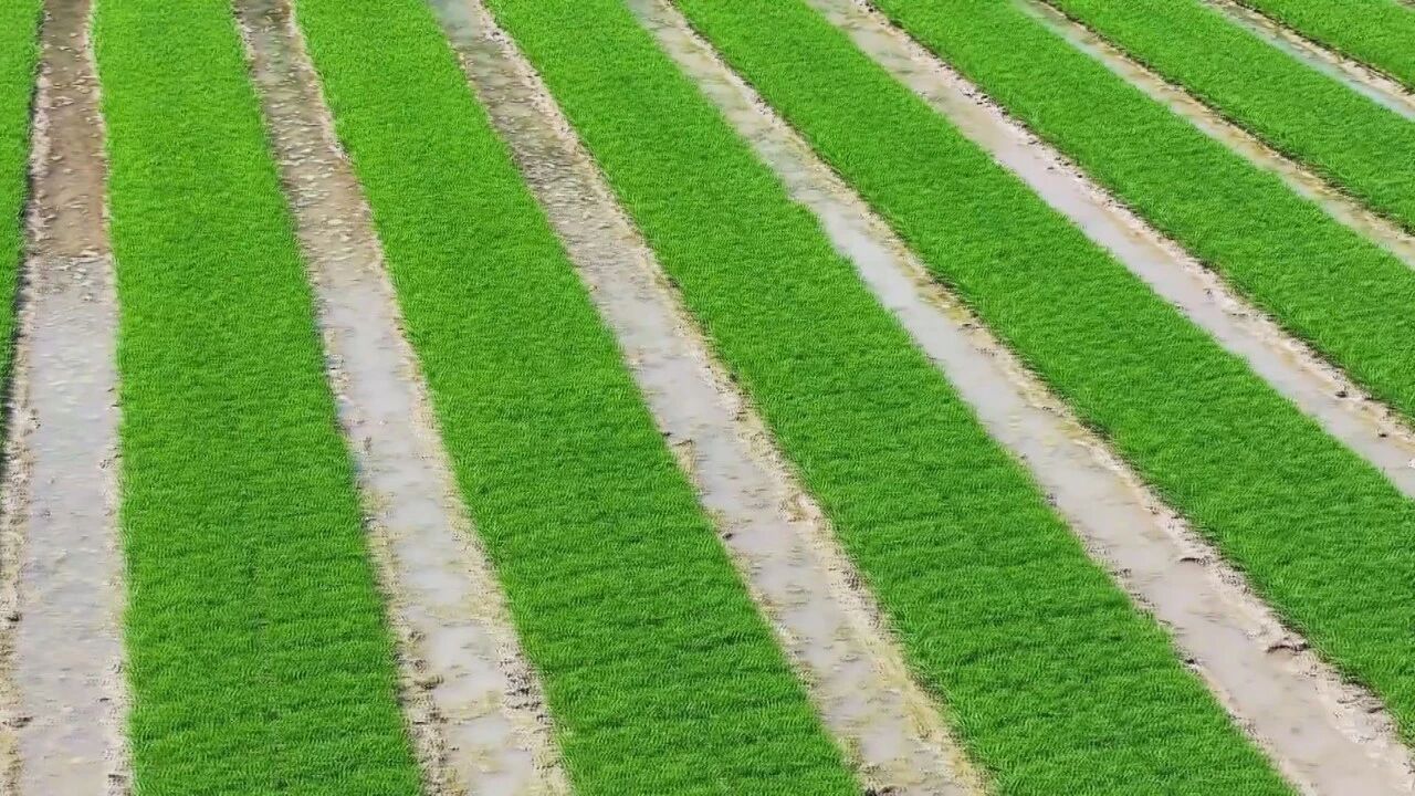 舍快求精 渠县人工插秧护航水稻品种试验