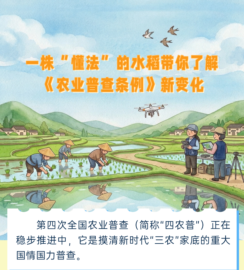 一株“懂法”的水稻带你了解《农业普查条例》新变化