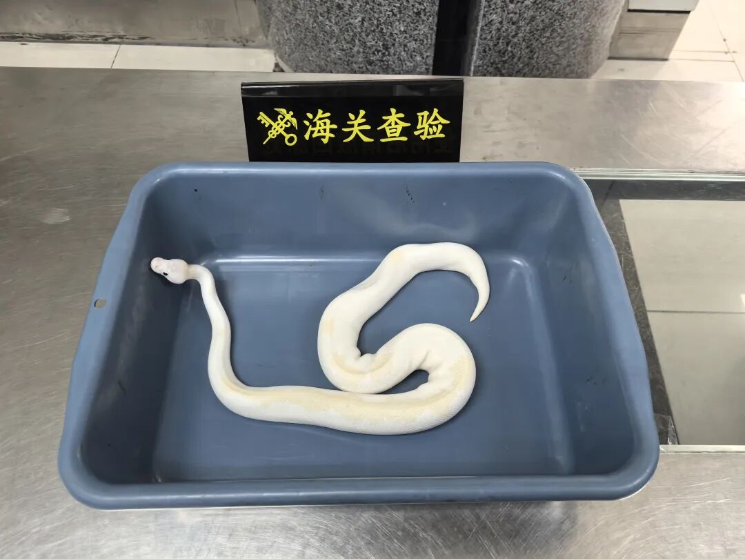 男子用黑丝袜在腰间绑藏7条活体蛇，入境时眼神闪躲被查获