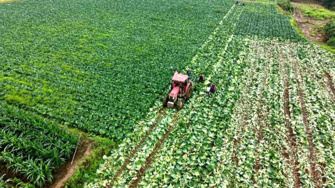 报恩乡：初夏好“丰”景 绿野蔬鲜采收忙