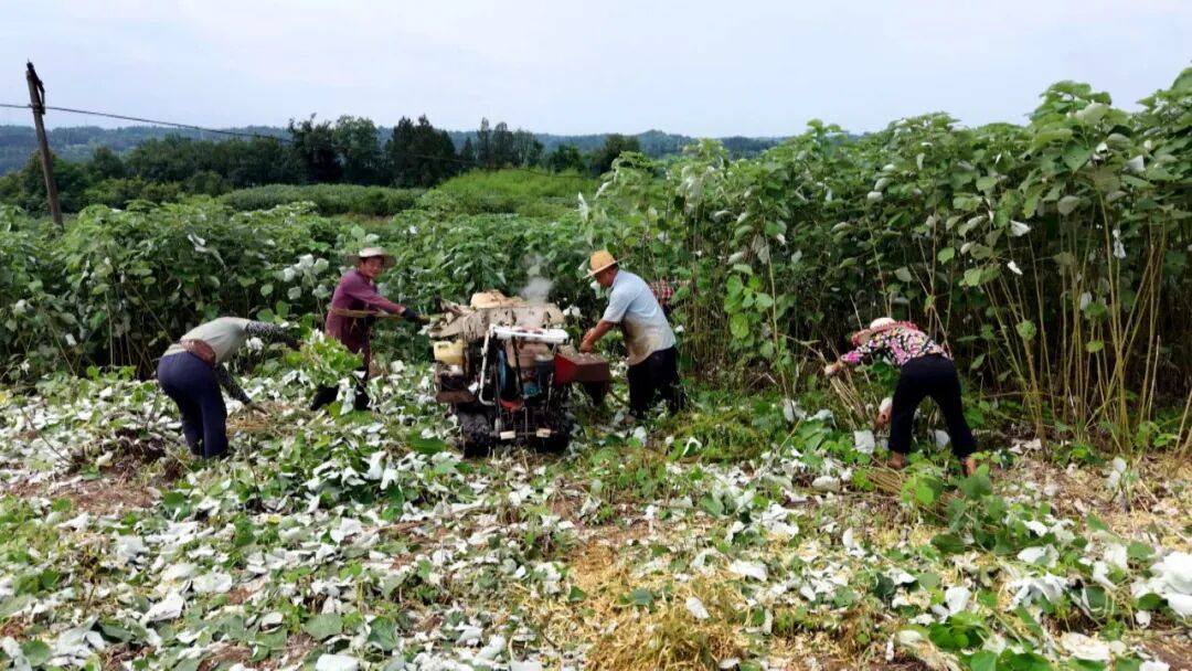 渠县：万亩苎麻迎丰收 特色产业铺就渠县富民路