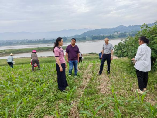 渠县老科协：银发赋能科技助农 精准帮扶守护粮安