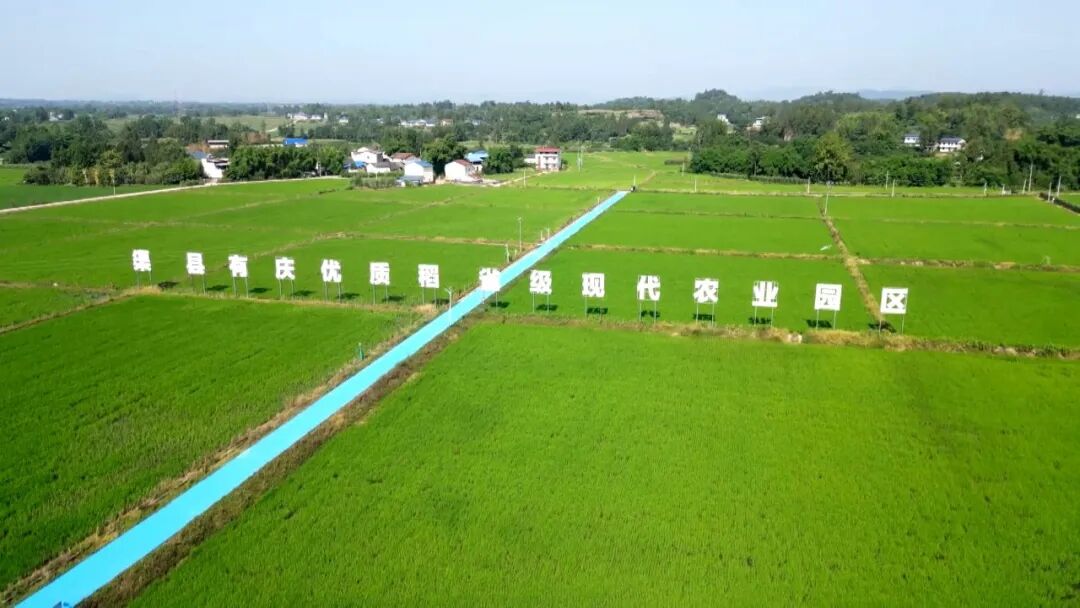 渠县：夏至稻田防病忙 科技智防虫口夺粮
