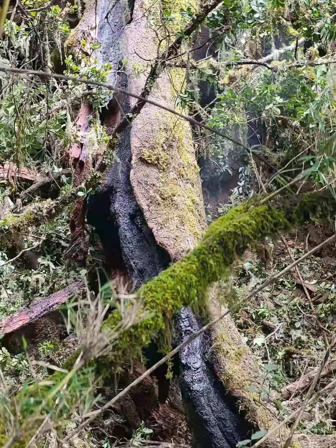 四川雷击火何时何地最高发？如何预防？