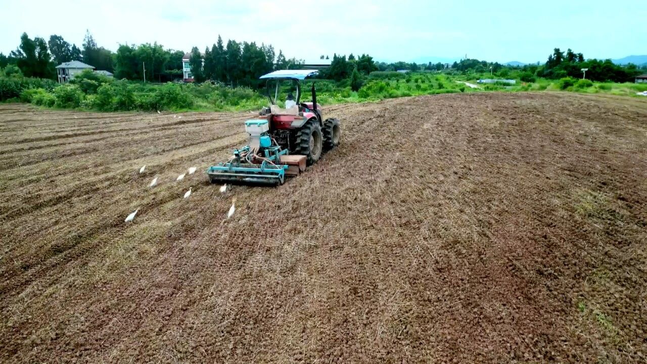 渠县：麦茬接力种大豆 土地全年不空档