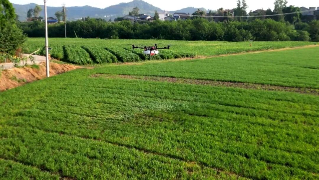 渠县：无人机“飞防”上阵 科技抗旱护航旱稻丰收