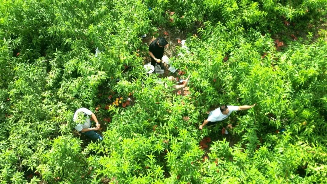 渠县：高糖黄桃挂满枝 个大皮薄一口爆汁