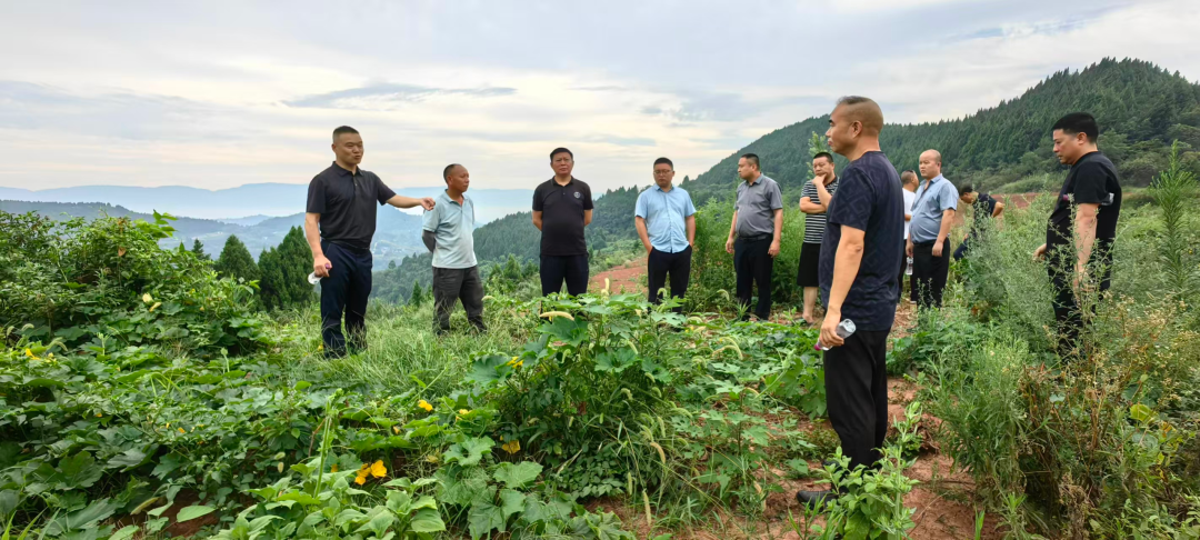 李馥镇青山村有机蔬菜基地年产值超千万