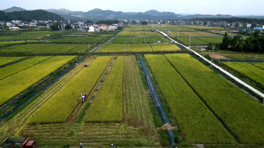 渠县：稻虾综合种养绘就“一田双收”好“丰”景