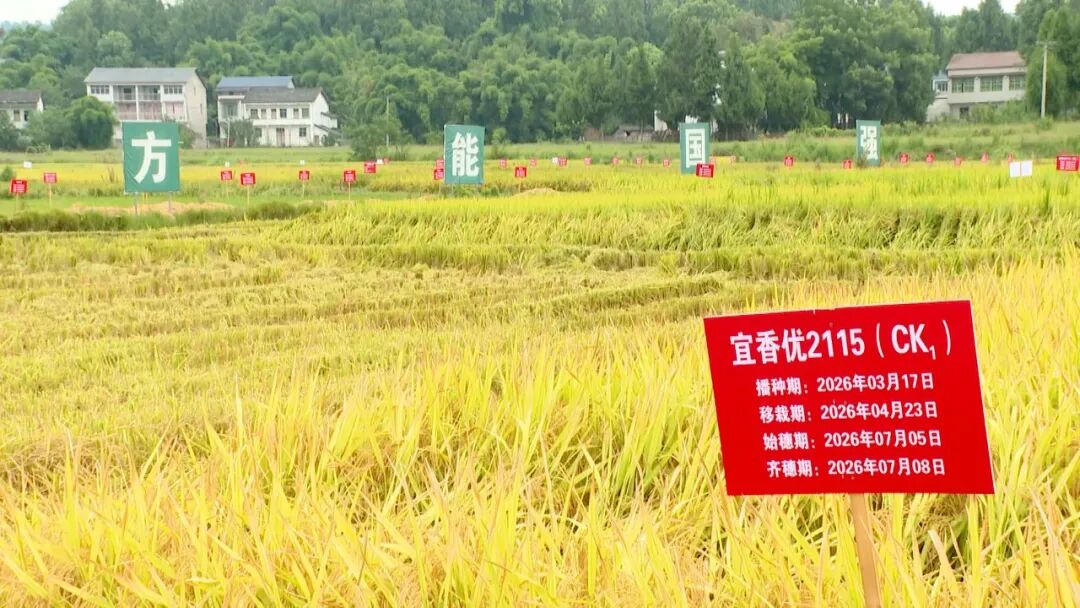 渠县：“育种考场”化整为零 205个稻种精细比拼