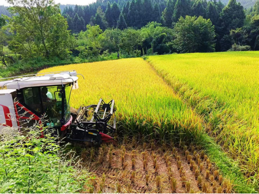 巨光乡：农机赋能抢农时 机械化收割率超九成