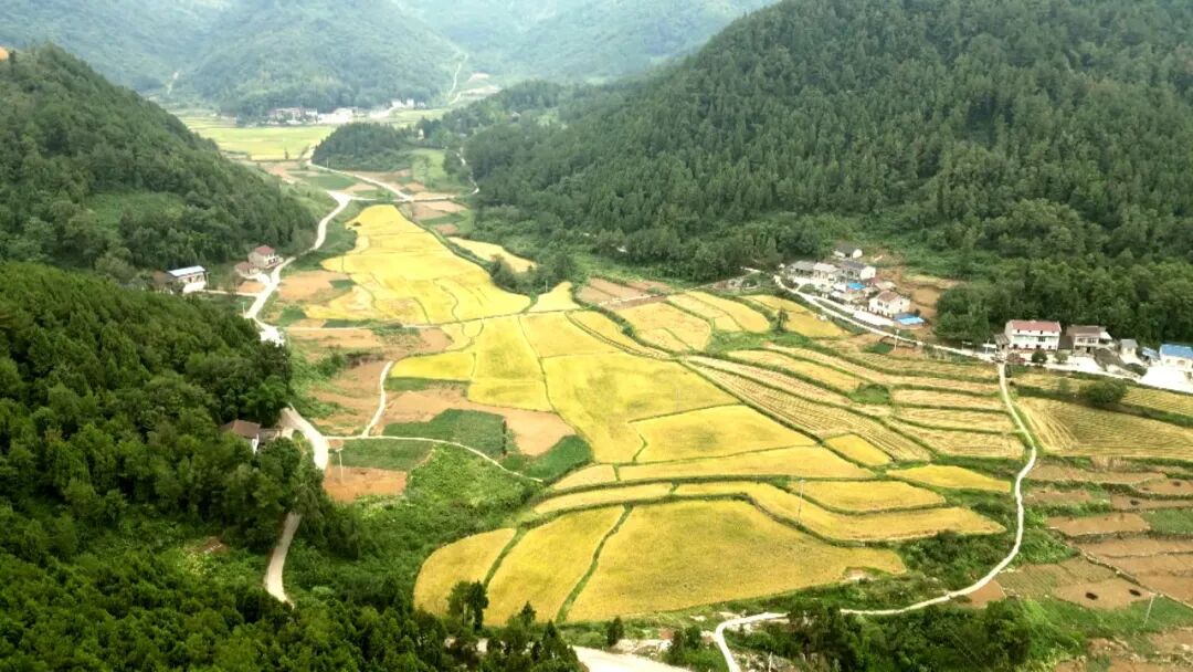 晚熟一个月 渠县万亩“慢生长”高山稻迎来集中收割季