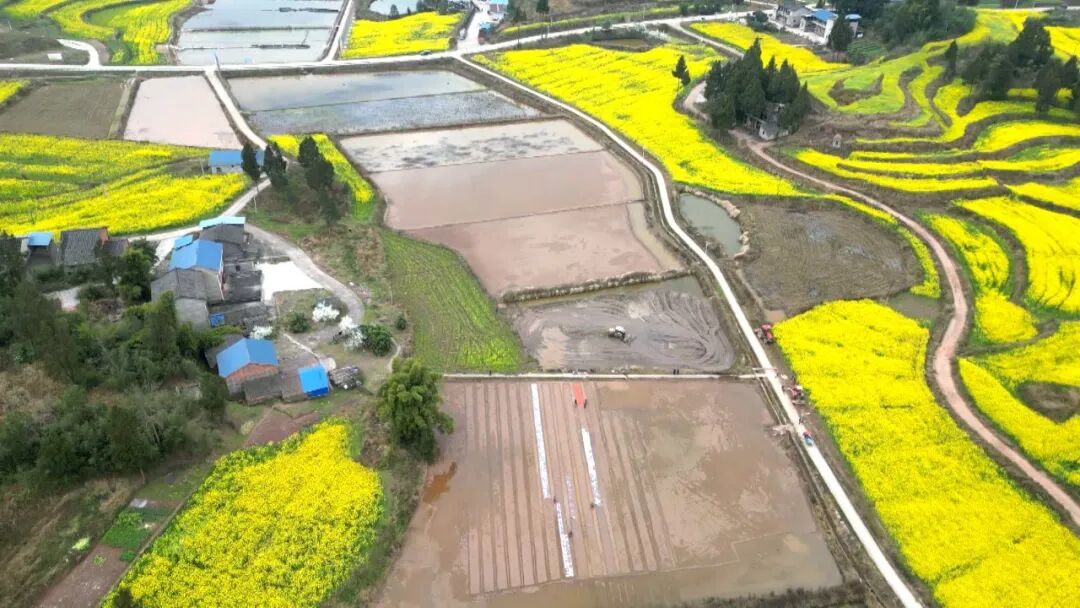 喜迎党代会 · 奋进福美渠县 | 科技赋能水稻“耕种管收” 筑牢70万吨“巴渠粮仓”