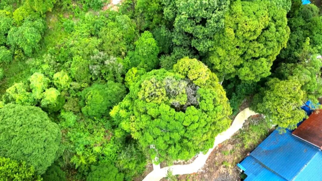 渠县：古树成“网红”  文旅添动能