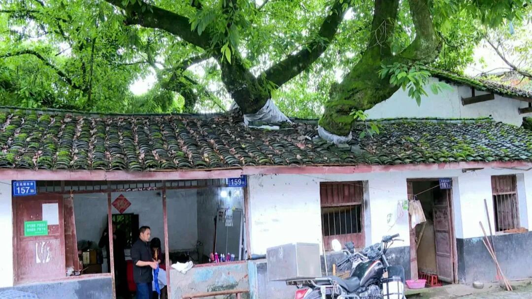 渠县现“房抱树” 奇观老屋与黄葛树相守半个多世纪