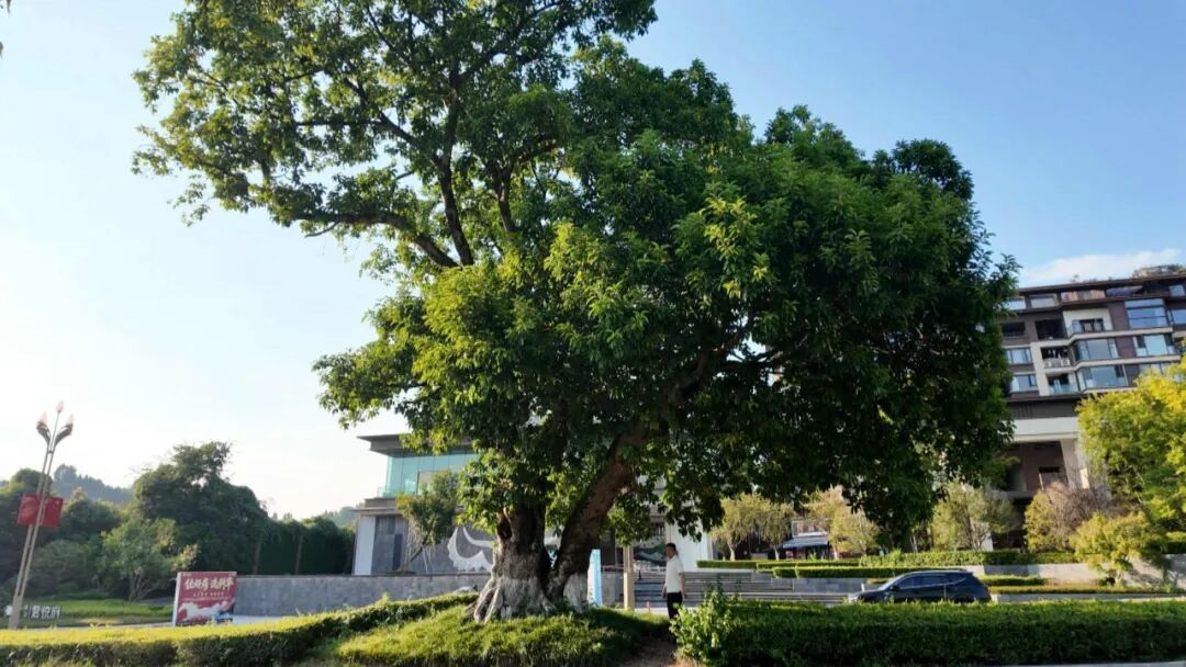 渠县：专家会诊科技护航 长效管护赓续宕渠绿色根脉